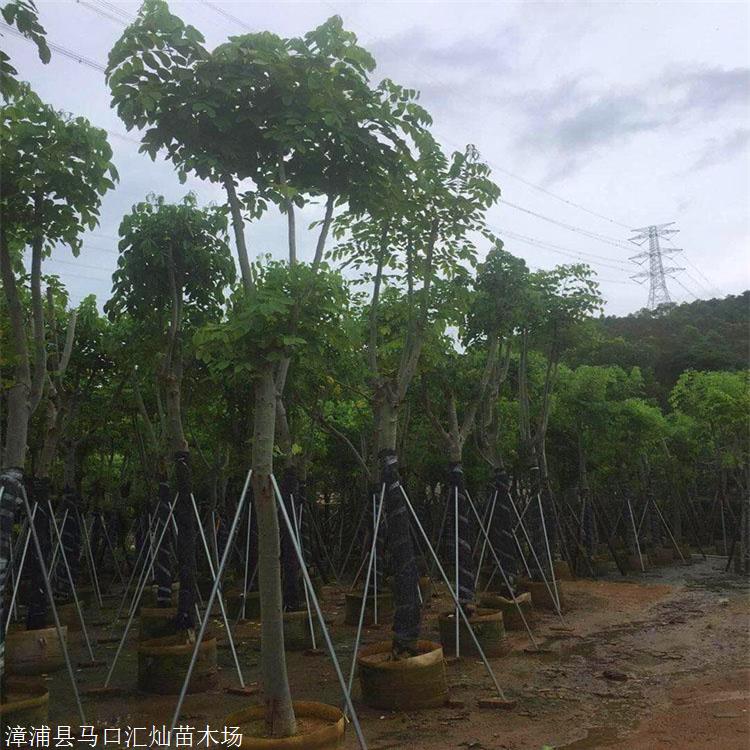 牛角树 腊肠树地苗 大量园林绿化树供应