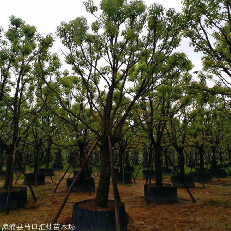 牛角树 腊肠树地苗 大量园林绿化树供应