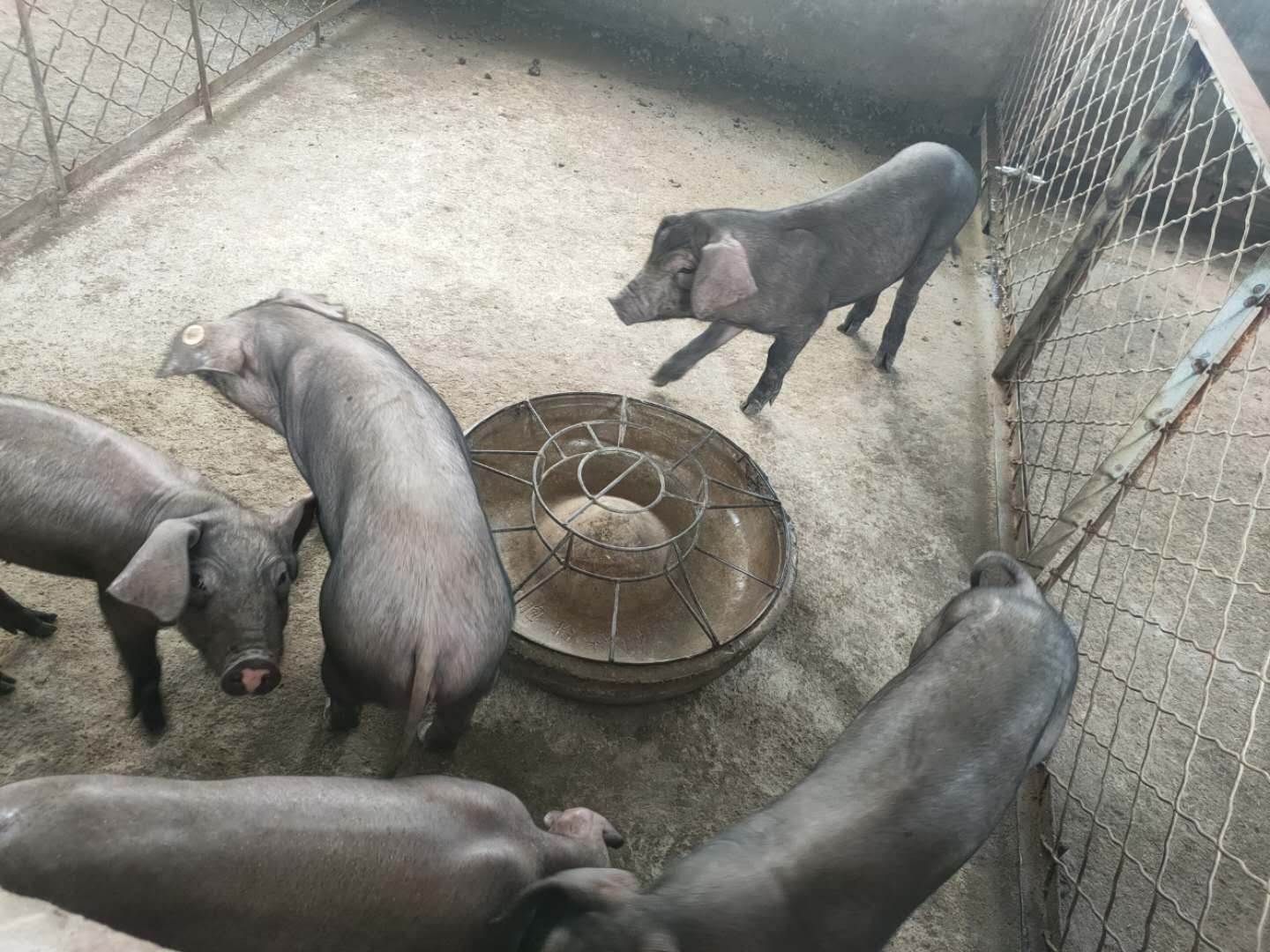 近期太湖母猪价格 今年凯耀原种太湖母猪批发 质量好价格低