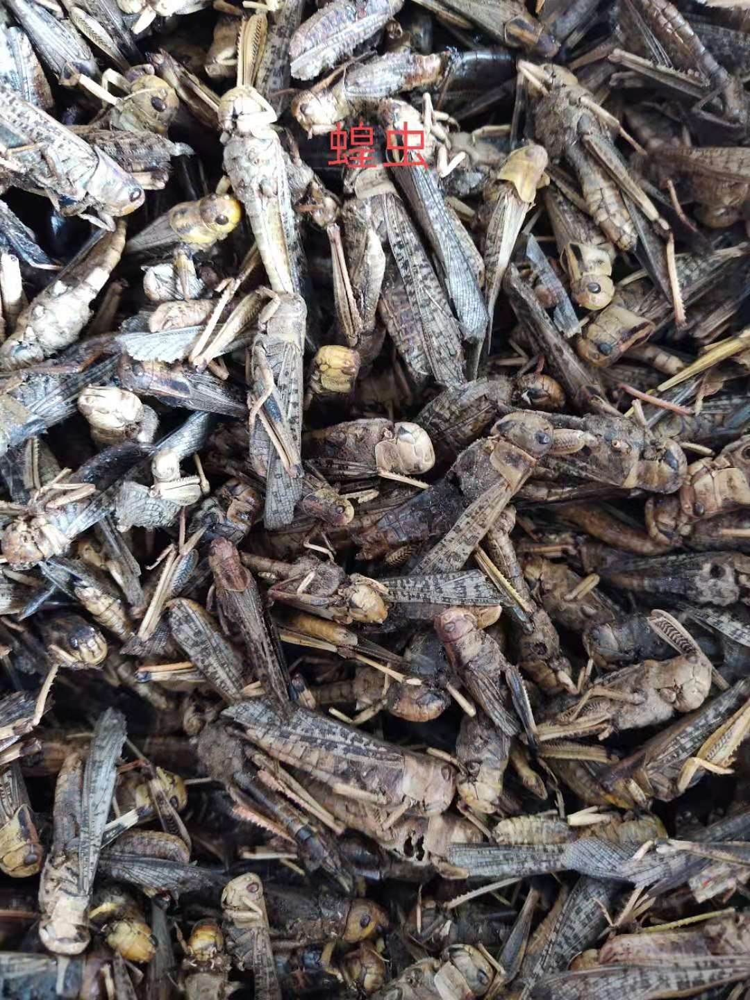 中药材蝗虫的功效与作用