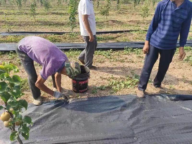 苹果园种植防草布草莓种植防草布防草布规格除草布尺寸