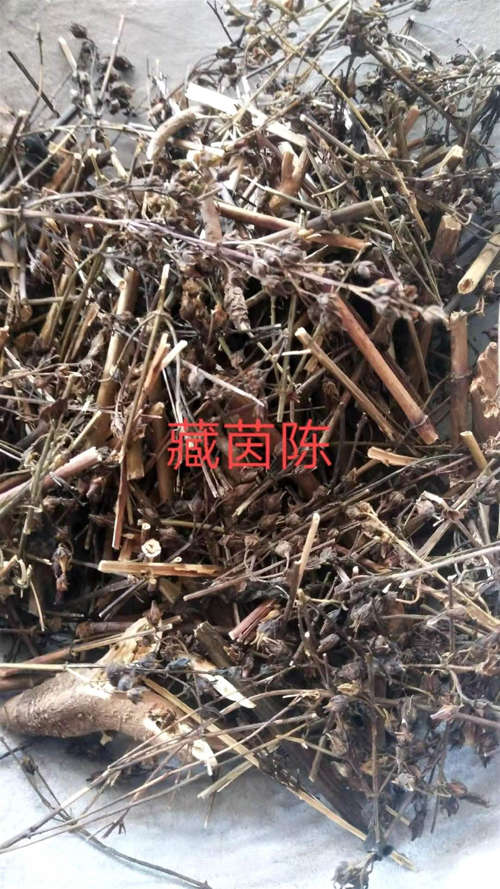 中药材藏茵陈的功效 藏茵陈的药用价值