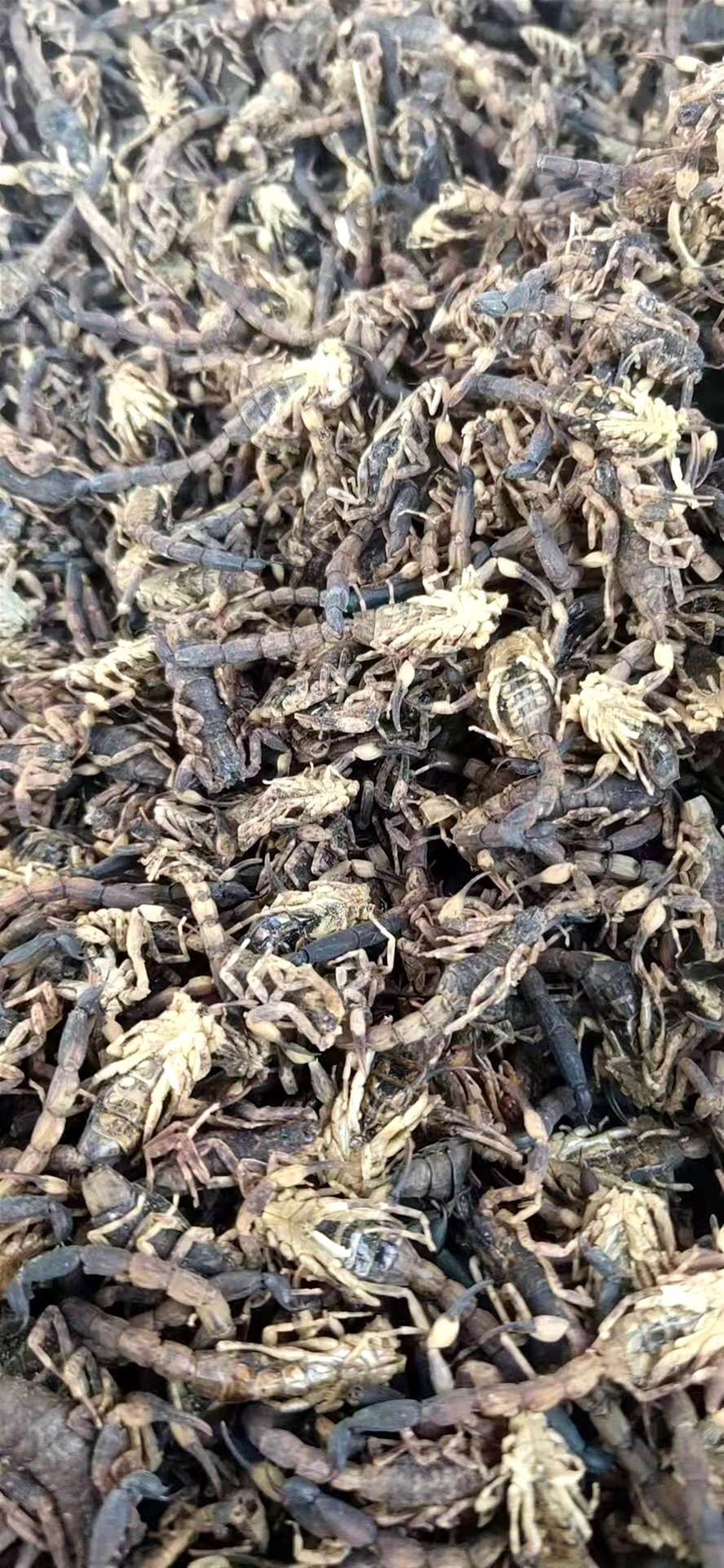 养殖时间其它y产地广品牌耀德堂厂家耀德堂【正名】全蝎【别名】全虫