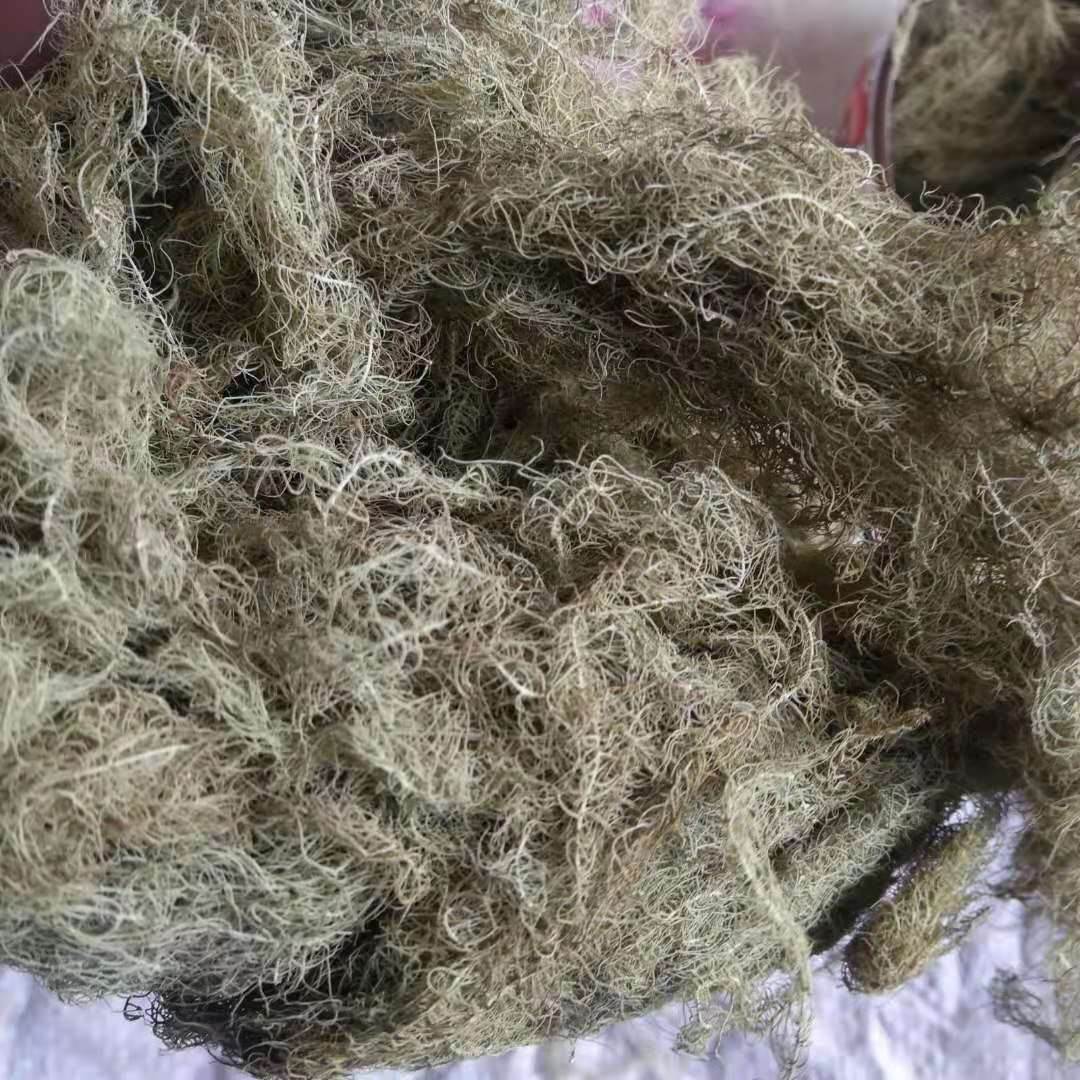 云雾草的药用价值