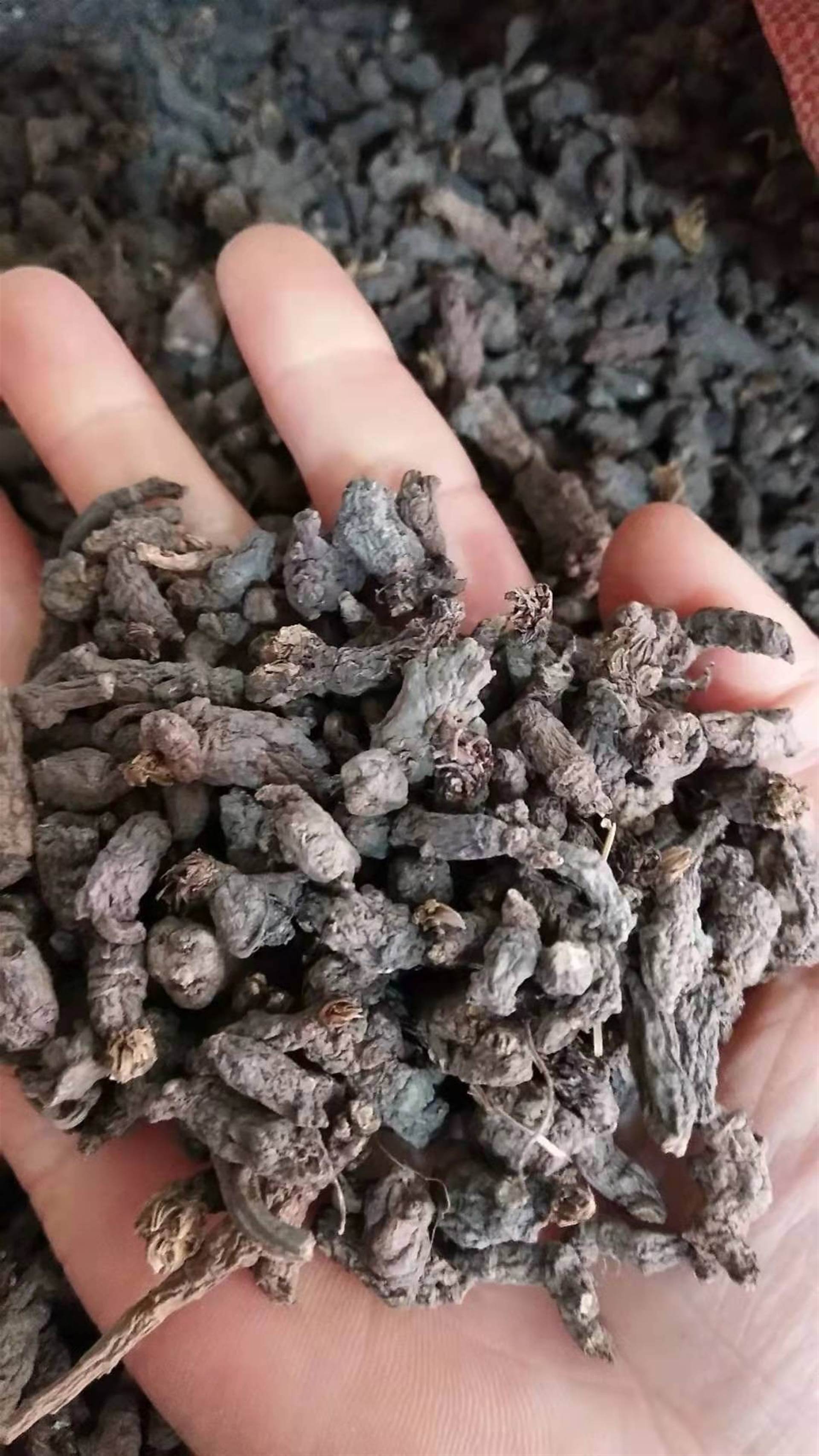 天葵子的功效天葵子的价格