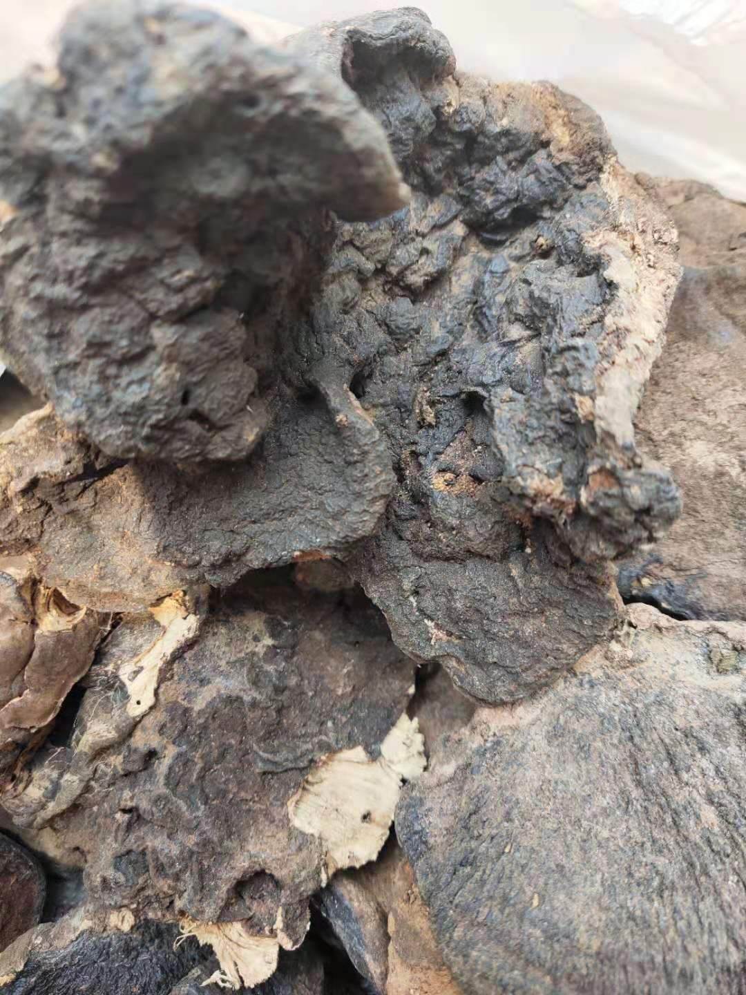 薄树灵芝的功效