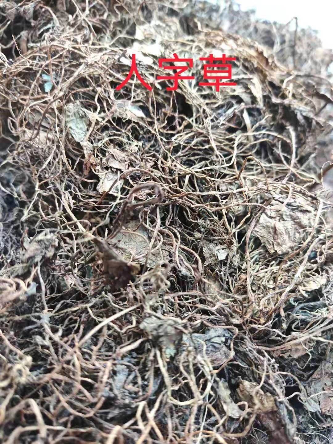 人字草的批发价格