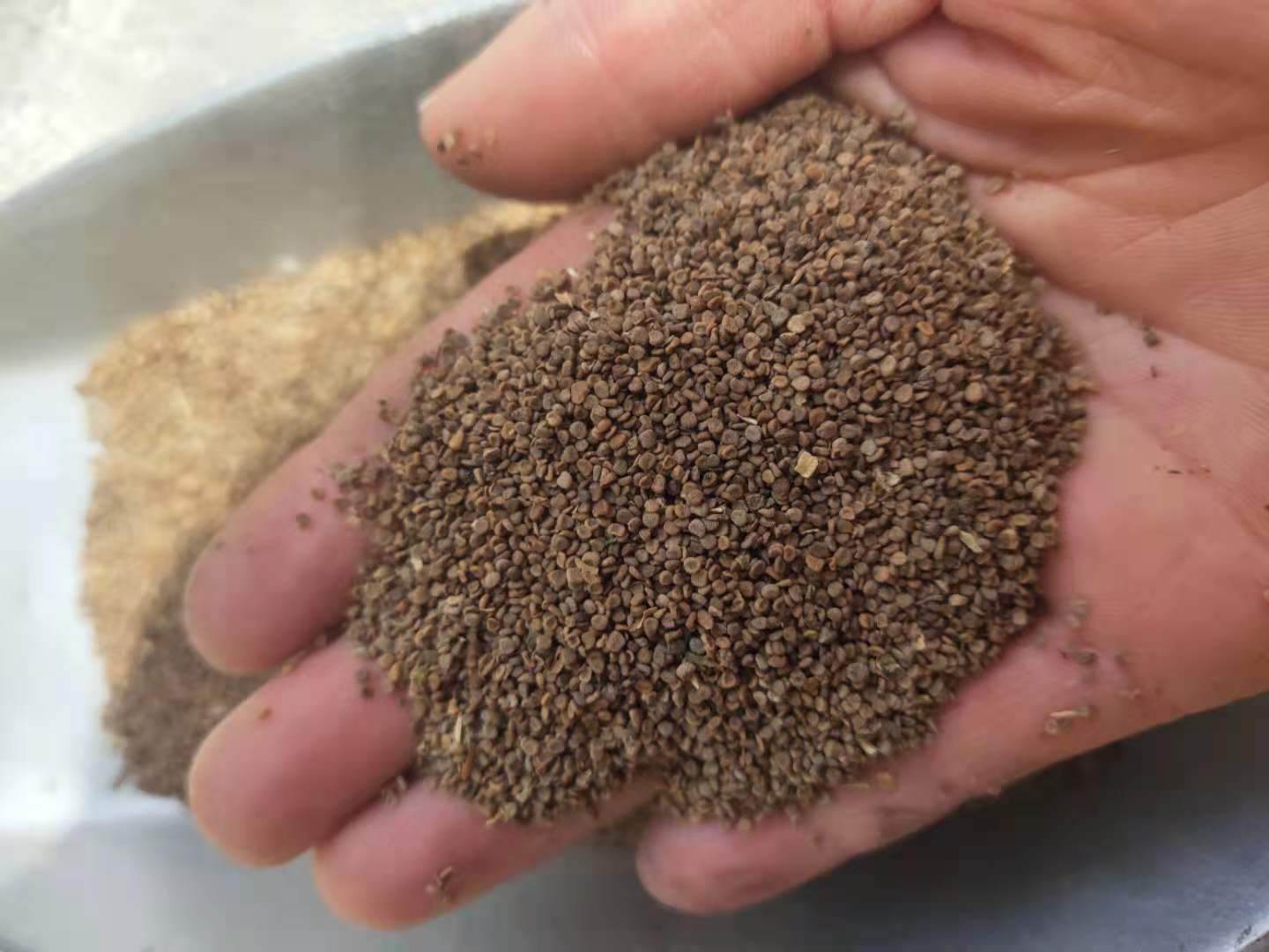中药材天仙子批发天仙子的药用价值
