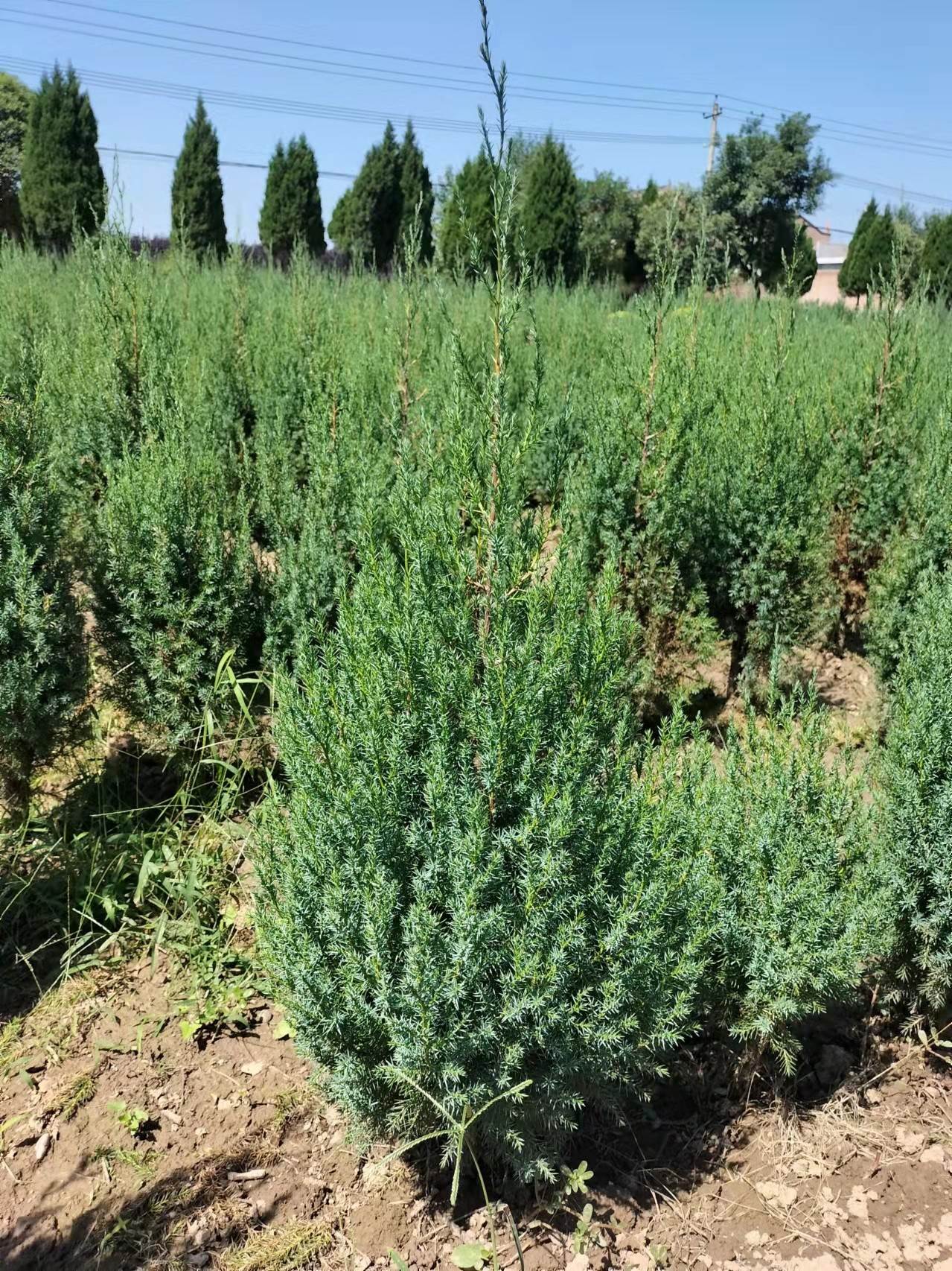 新疆刺柏桧柏种植基地刺柏桧柏城乡绿化常用苗木