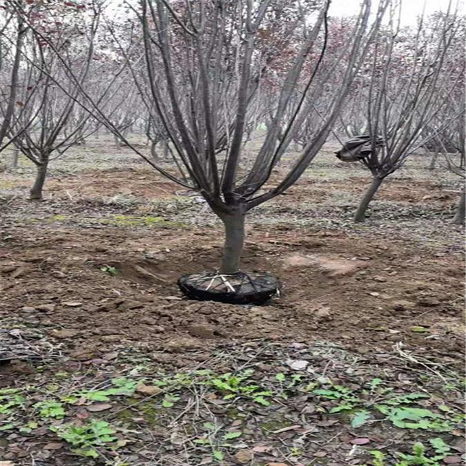 紫叶李种植 红叶李种植基地 欢迎来电洽谈图片