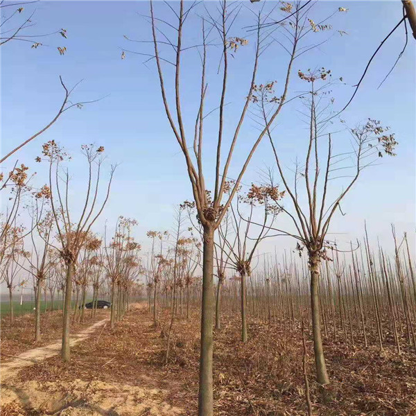 栾树