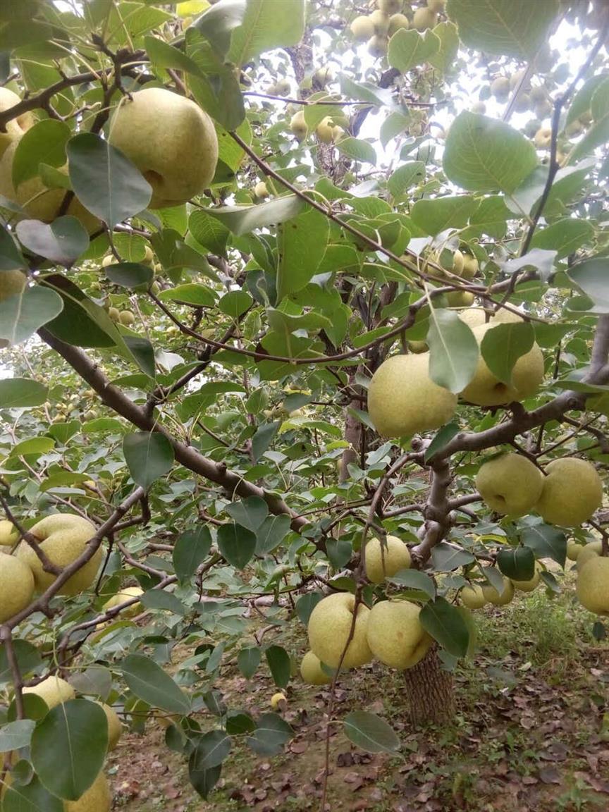砀山梨基地砀山梨销售看这你就知道了