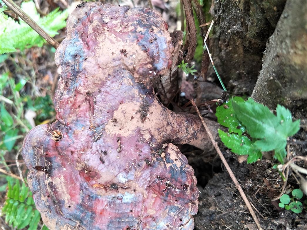 口腔炎吃野生赤灵芝 地道的赤芝 1分钟获取报价