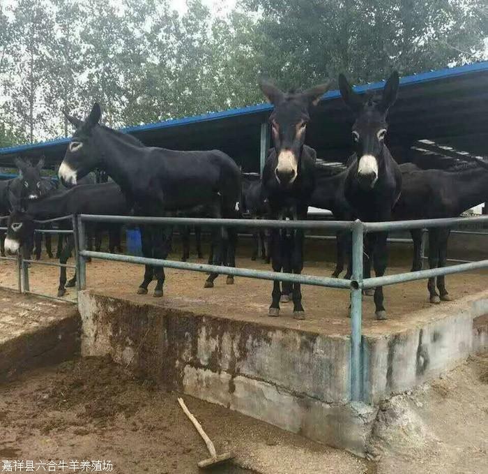 新闻资讯 天津肉驴苗 杭州改良育肥肉驴 养殖经验丰富 4,驴舍内环境