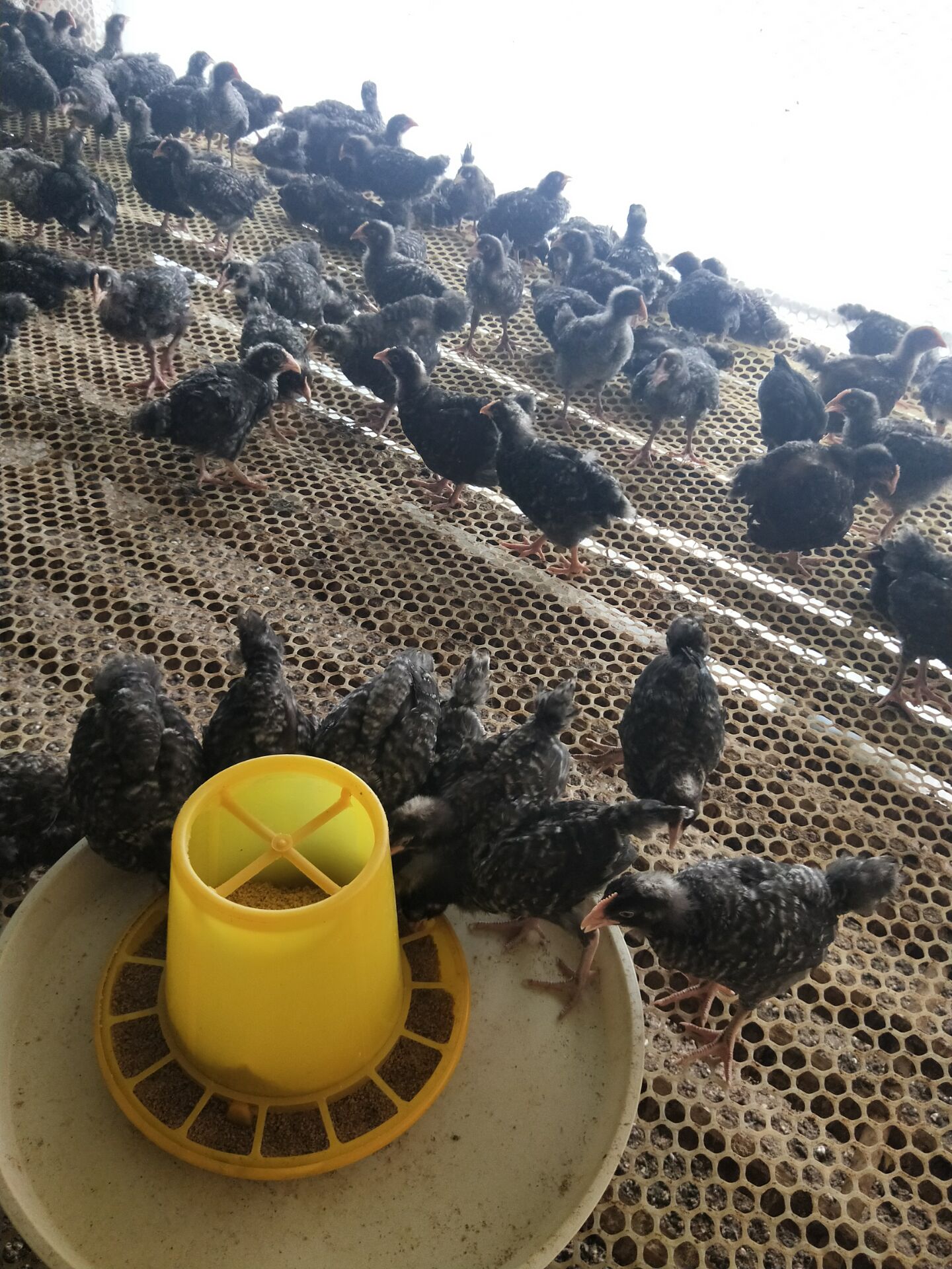 天津三个月芦花鸡苗批发价成年鸡有多大
