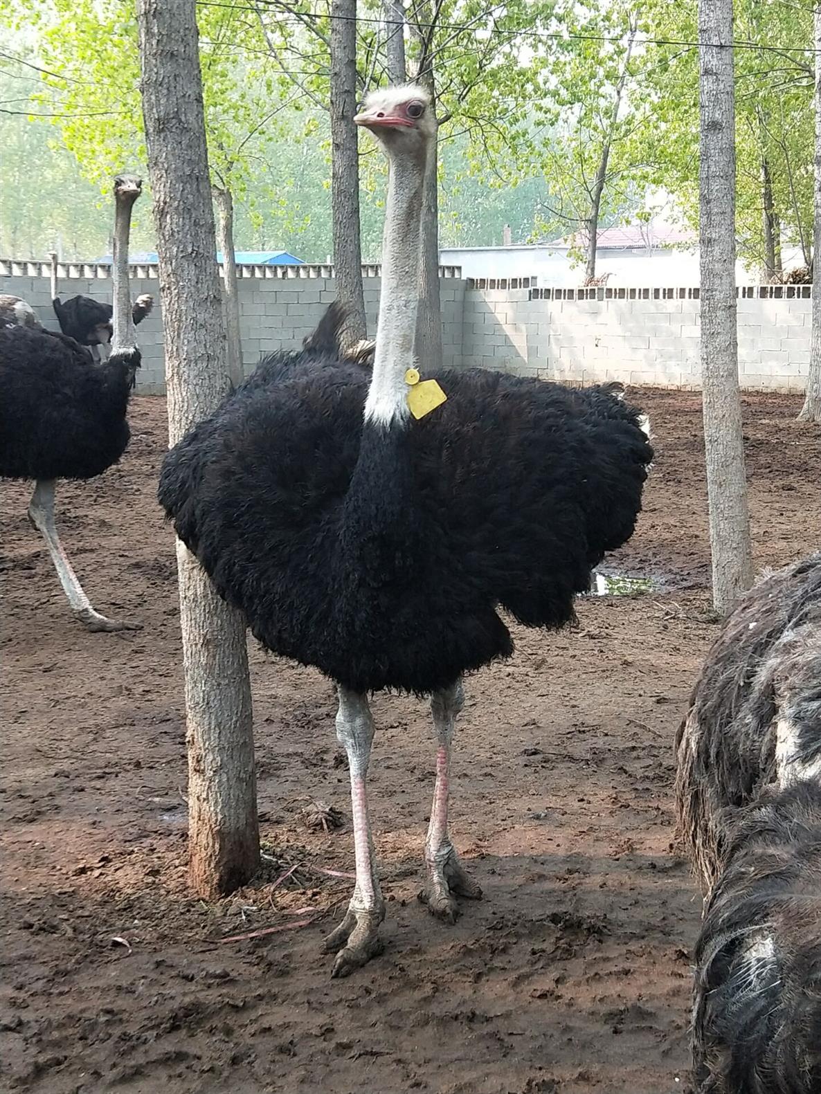 纯种非洲鸵鸟批发基地成年鸵鸟有多重提供技术指导