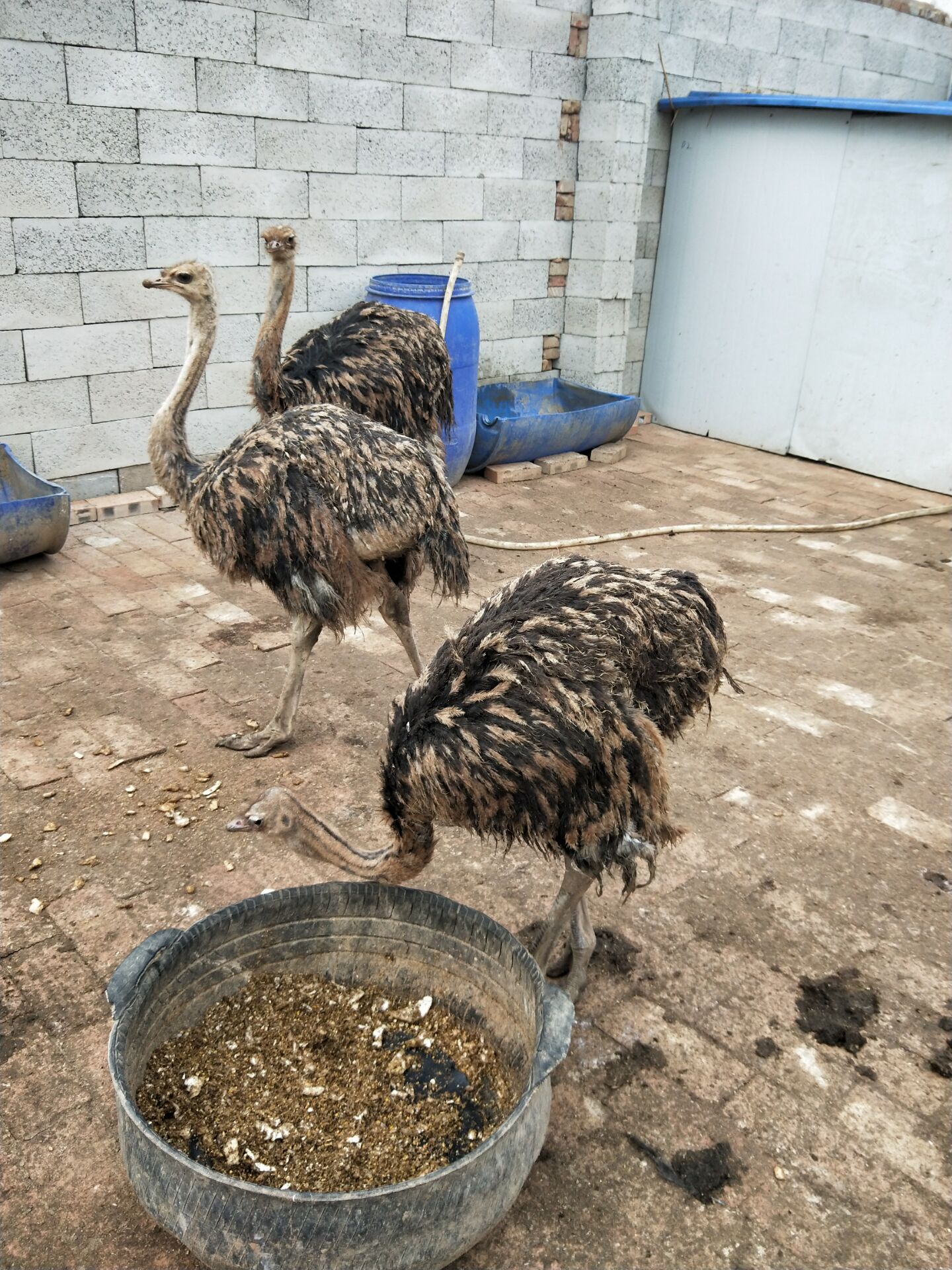 行情非洲鸵鸟批发基地鸵鸟苗在哪里可以买到