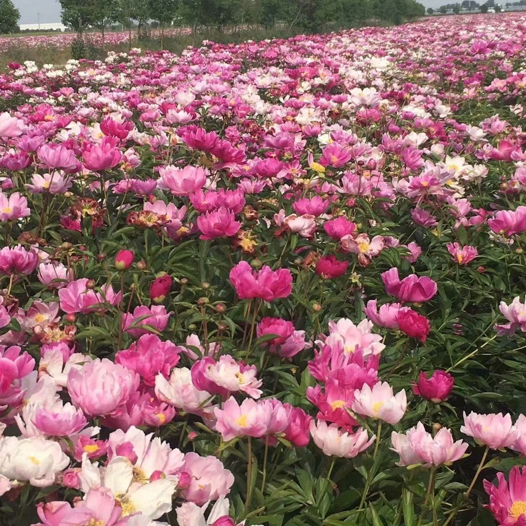 出售赤芍苗厂家 赤芍种植利润 市场需求量大