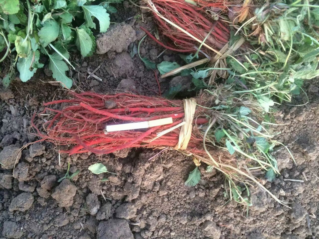 求购丹参苗公司 种植丹参一亩地收益 市场需求量大