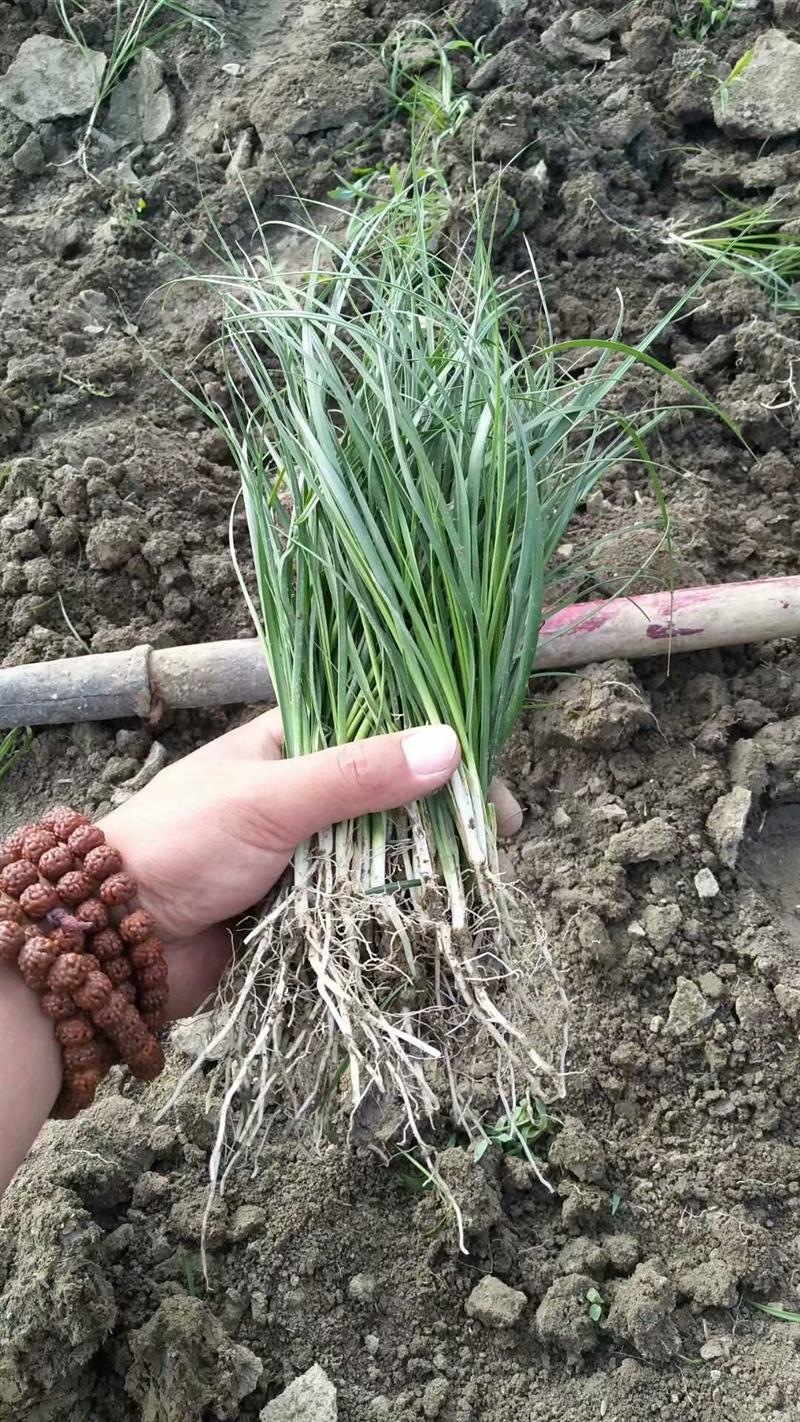 哪有知母苗欢迎咨询知母种植利润市场需求量大