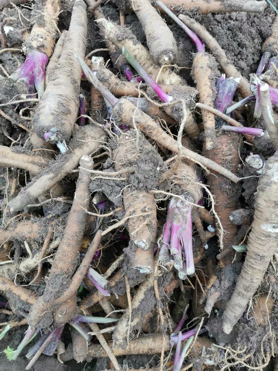 求购白芷种子批发价 白芷亩产量 提供种植技术