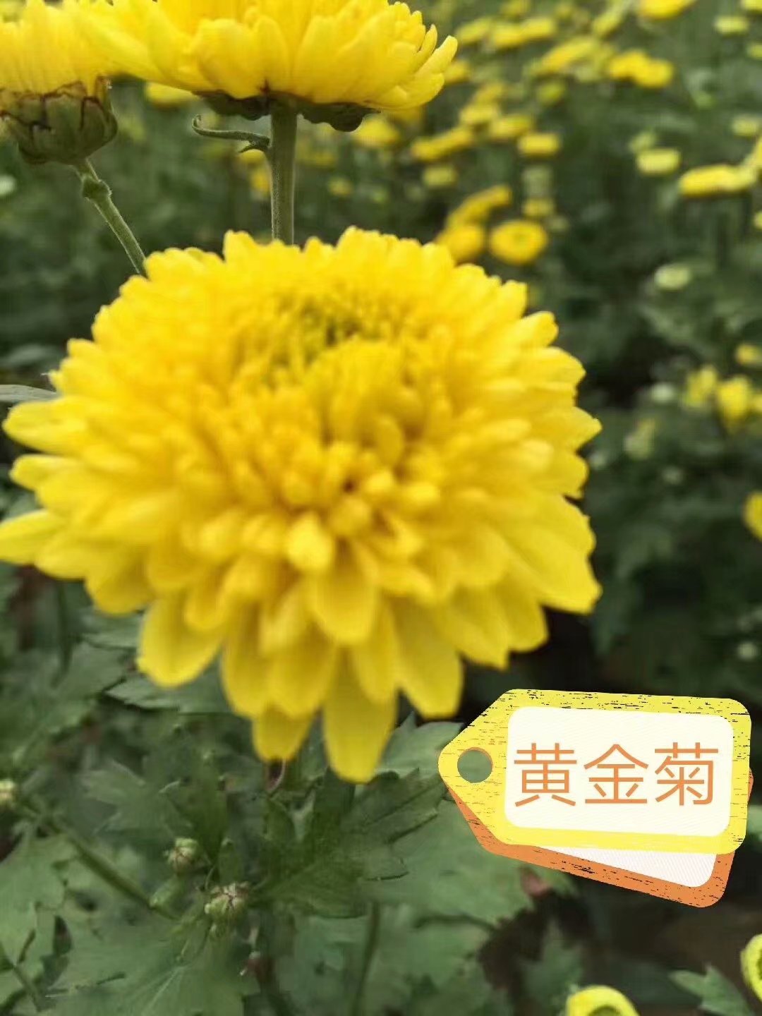 批发菊花苗 金丝皇菊苗价格 专业种植 货到付款