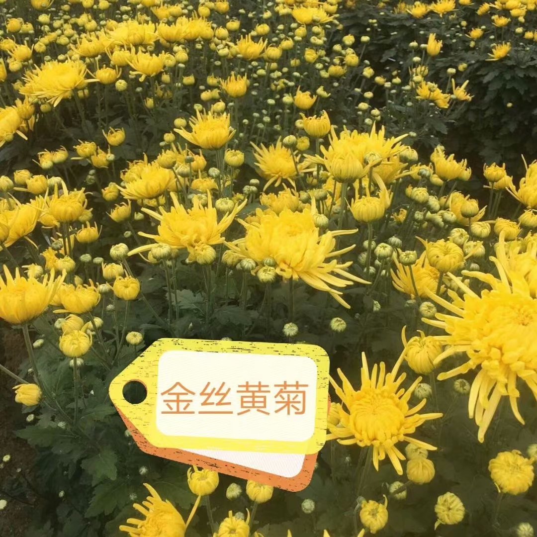 求购菊花苗免费咨询 金丝皇菊苗 专业种植 货到付款
