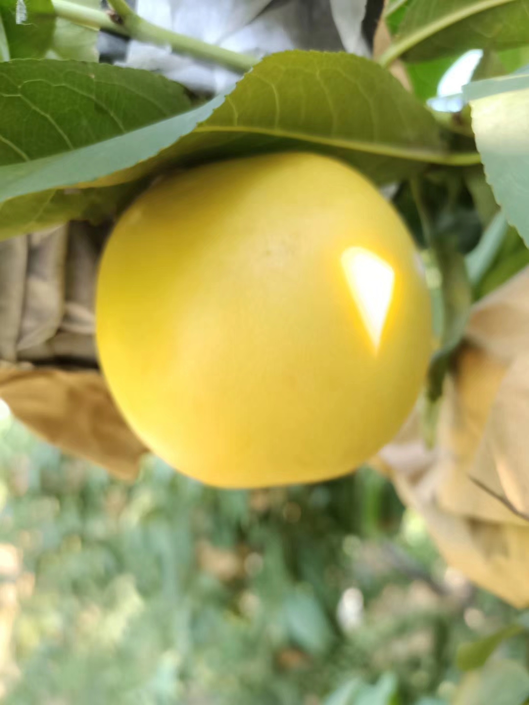 探讨八中的桃花、井水、红颜、流霞之秘密 (八中托管桃花中学)