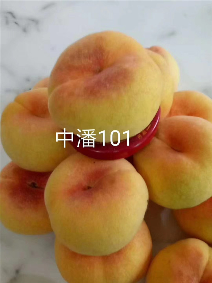 中蟠101号蟠桃苗价格列表