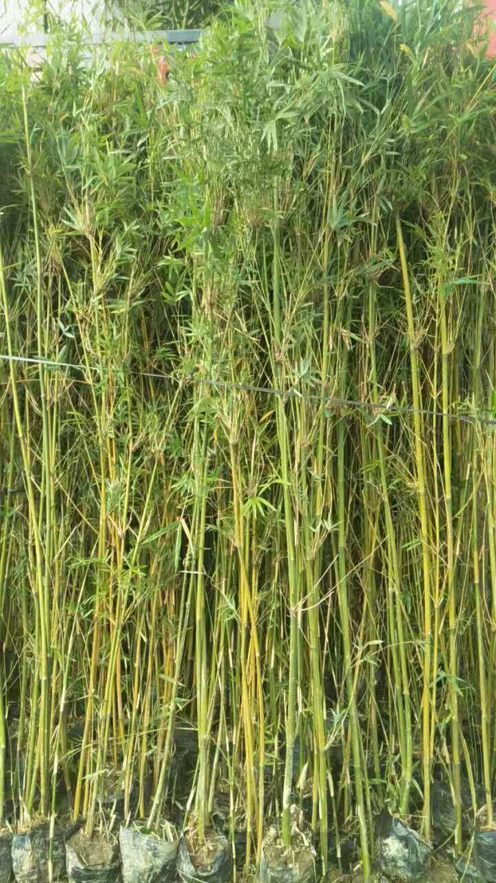 佛肚竹 蛇口凤尾竹种植工程