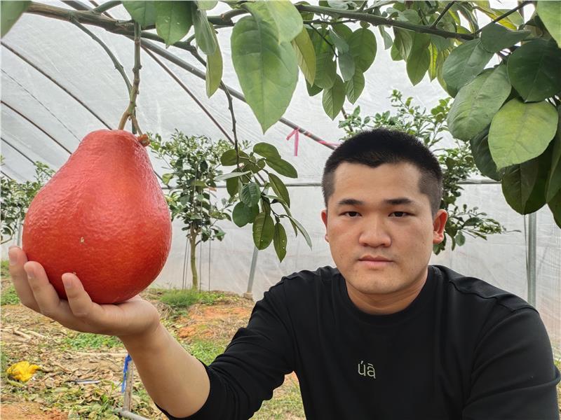 泰国柚苗报价泰国红宝石三红蜜柚苗泰国红皮红心蜜柚苗种植技术