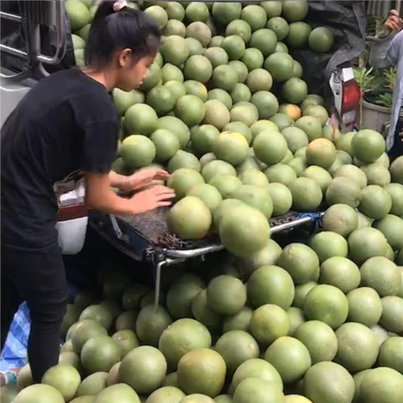 青柚苗 泰国考雅蜂蜜香青柚苗 泰国考雅蜂蜜香柚子苗这家好