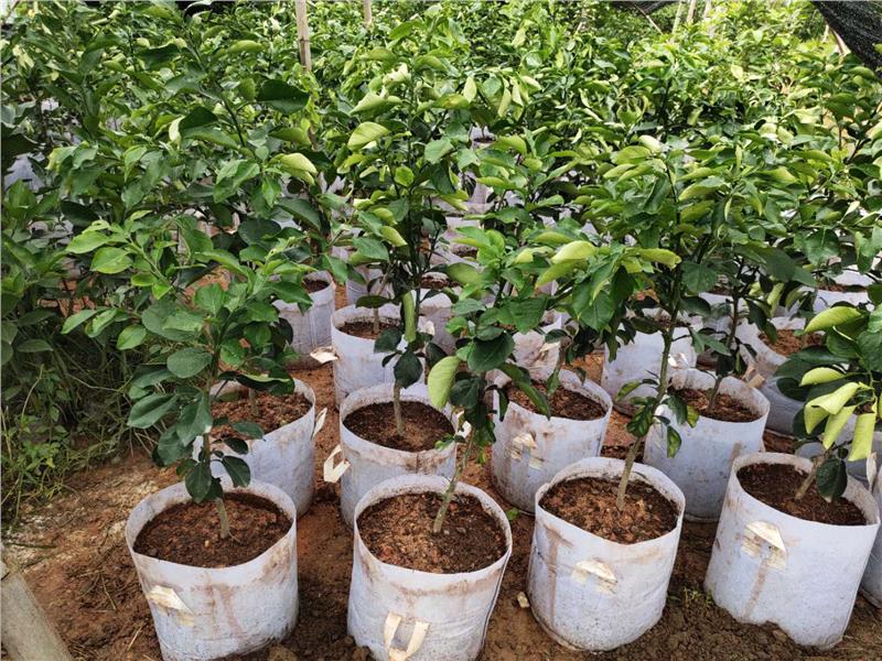 泰国柚苗报价泰国暹罗三红蜜柚苗泰国柚苗种植