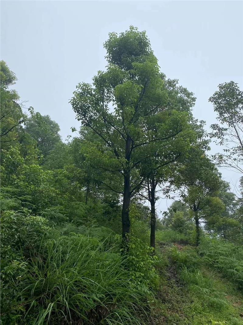 绿化苗四川香樟什么时候修剪