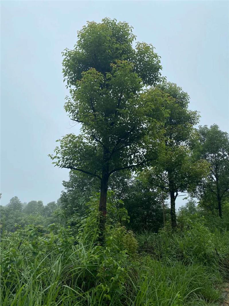 丛生香樟 云南香樟小树苗电话