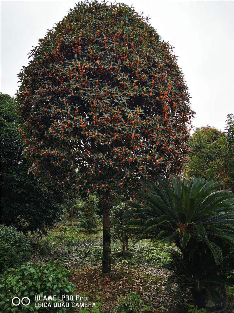 园林金桂花贵州免费送货金桂花哪些新品种