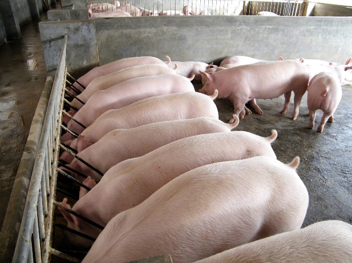 二元后备母猪贵州二元母猪养殖场直销可实地考察