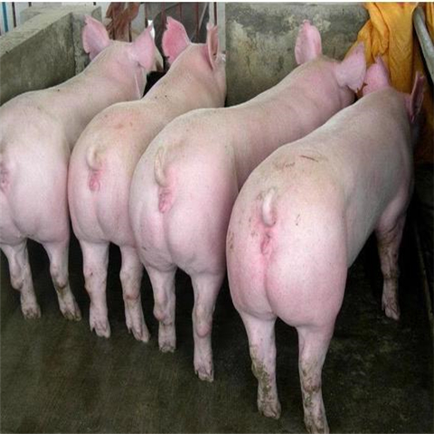长白公猪安徽母猪养殖场大白母猪