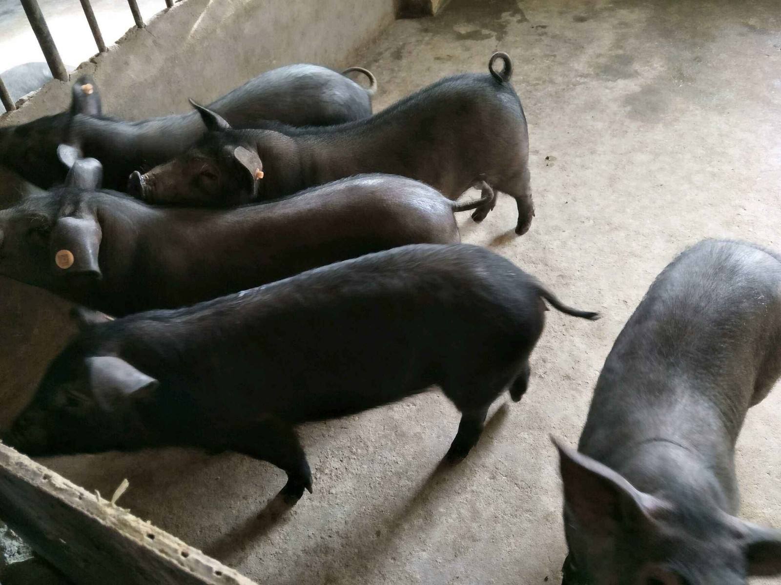 来缘种猪场隶属于宿迁利之隆生态农业有限公司,品种有苏太黑母猪,太湖