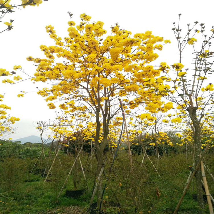 黄花风铃木树