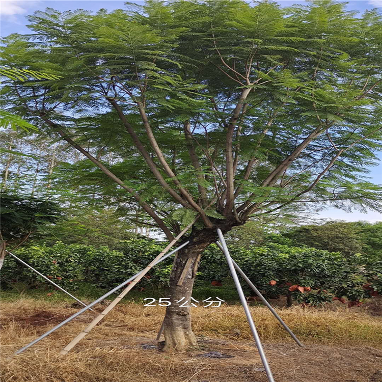 凤凰木苗厦门供应凤凰木苗木批发苗场直销