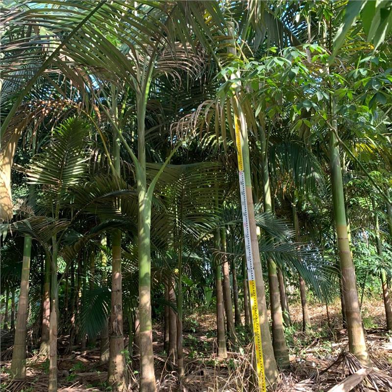 假槟榔树杆假槟榔种植规格价格优惠
