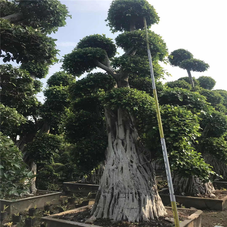 榕树桩景福建小叶榕盆景基地供应品种多样