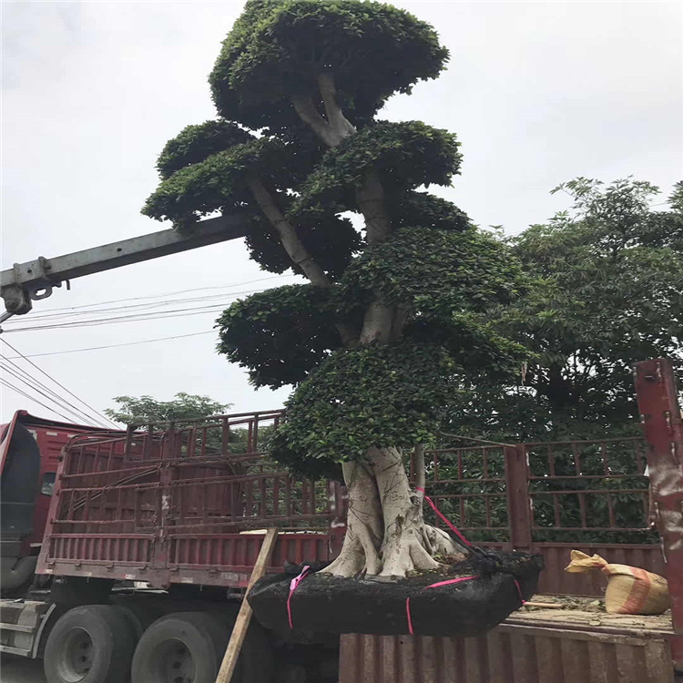 榕树桩头福建精品小叶榕盆景品种多样