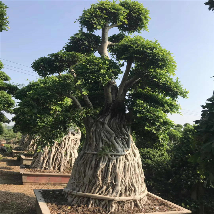 造型榕树盆景厦门造型小叶榕批发品种多样