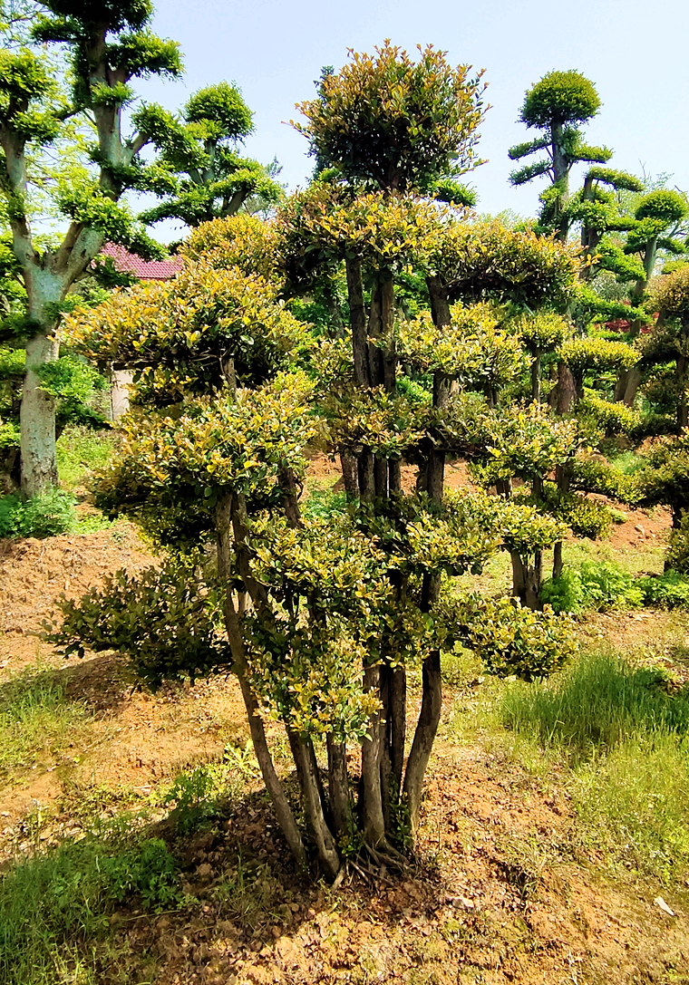 赤楠 扬州造型赤楠基地自产自销