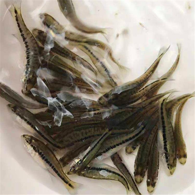 加州鲈鱼苗南充加州鲈鱼苗培育技术