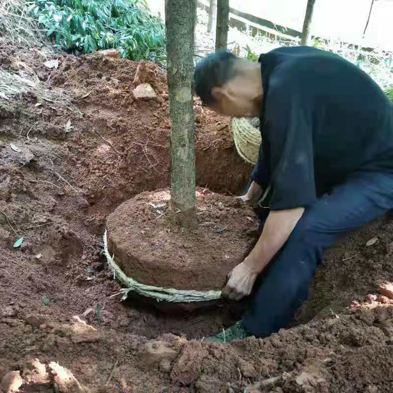 细叶楠木苗 金丝楠木苗供应