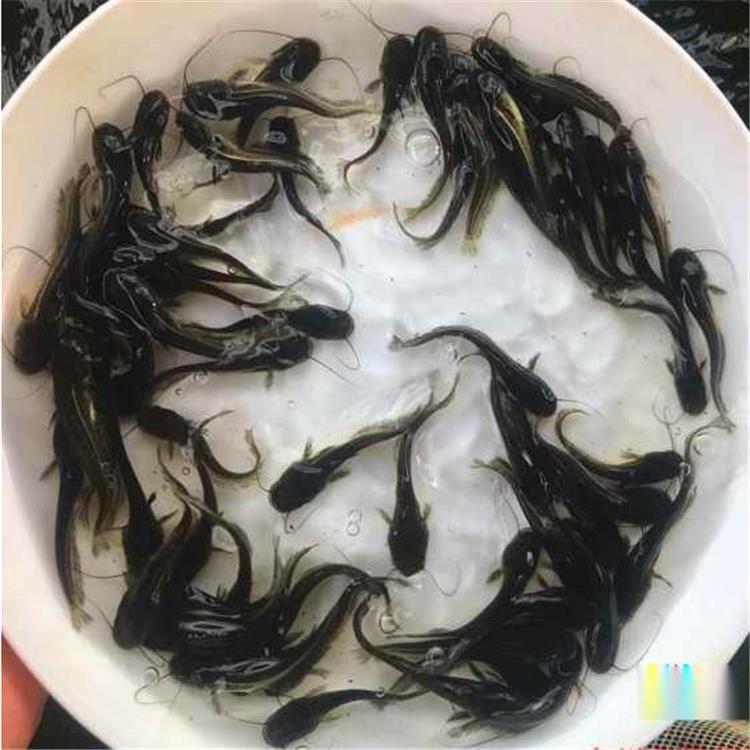 大口鲶鱼鱼苗呼和浩特求购大口鲶鱼苗
