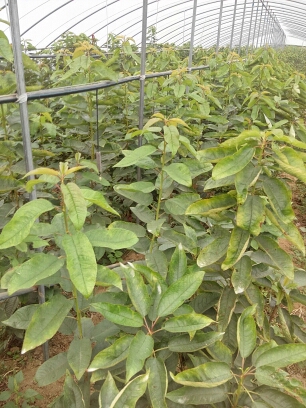 5年的大樱桃树苗 彬州新品种樱桃苗现挖现卖